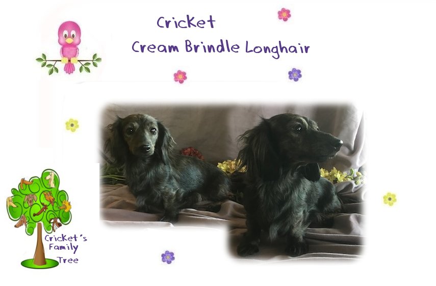 Cricket